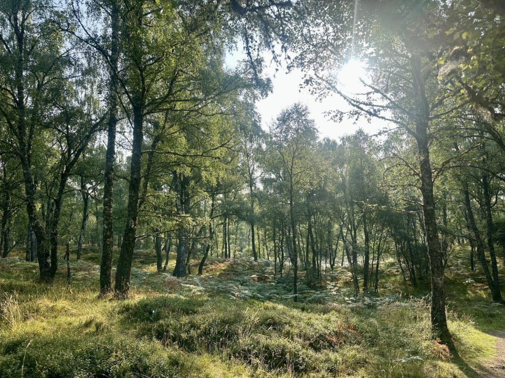 Forest walk early morning sun