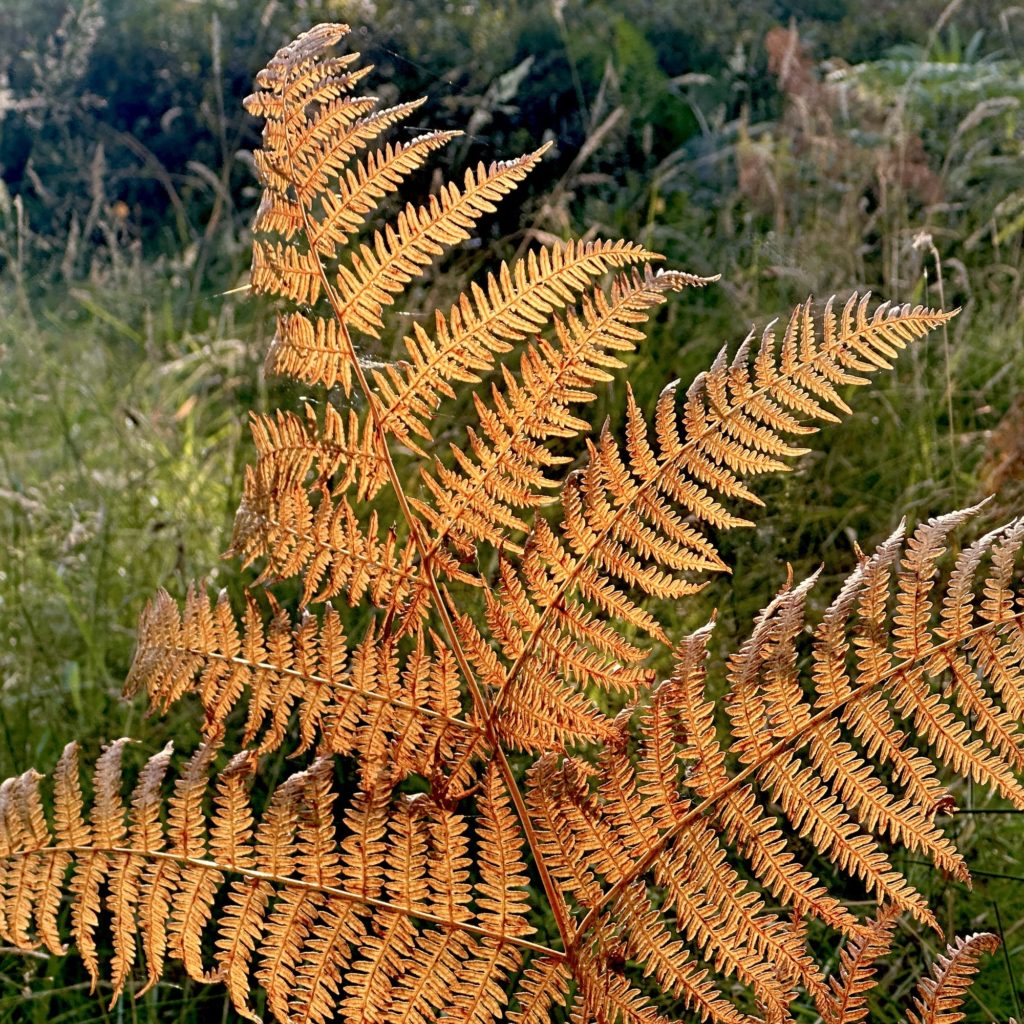 Golden fern in the sun