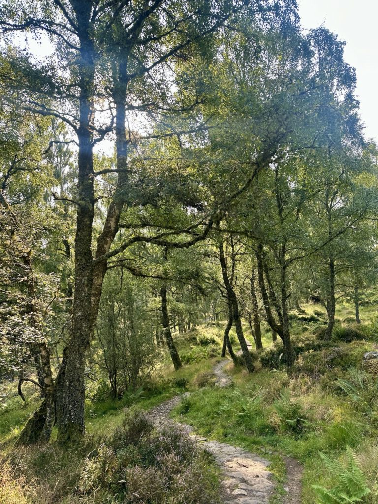 Forest walk early morning sun
