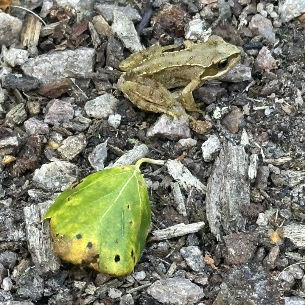 A little frog