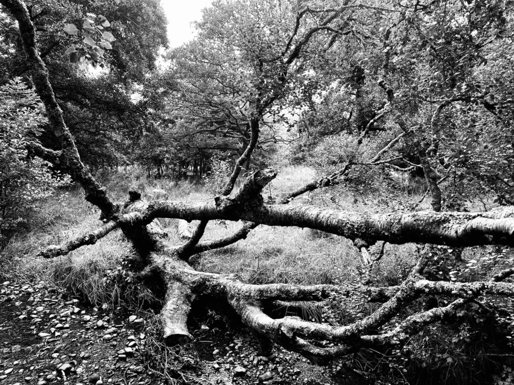 Fallen tree
