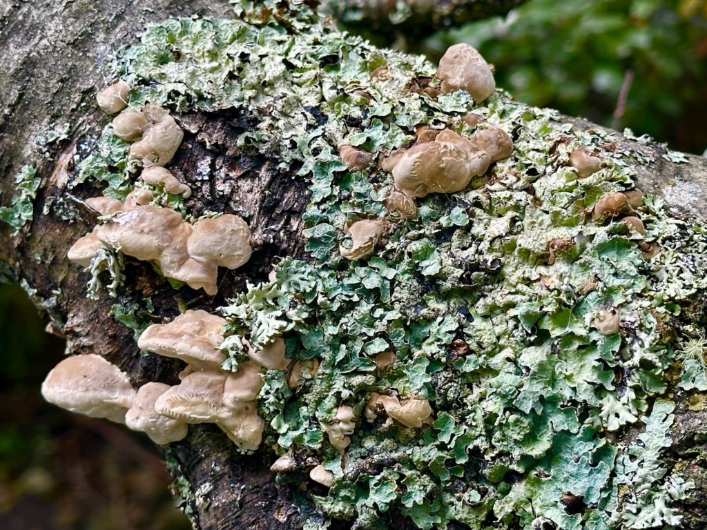 Fungus and lichen