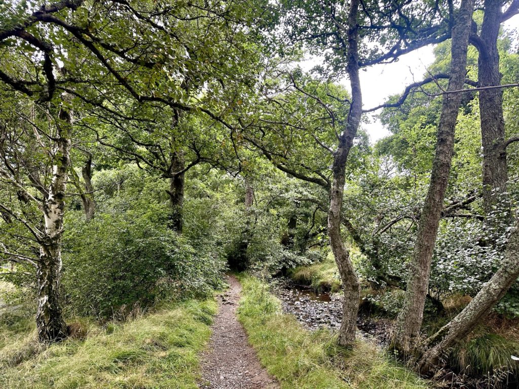 Forest walk