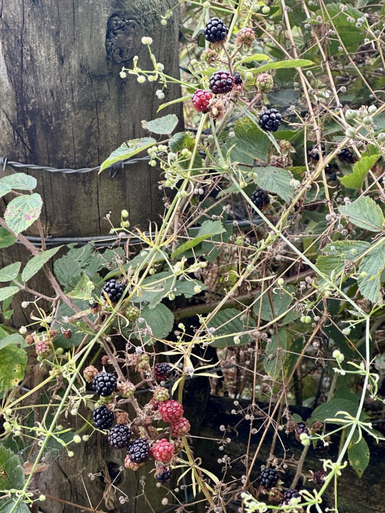 Blackberries 