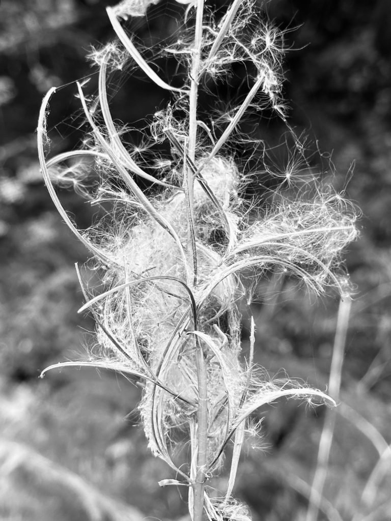 Webs