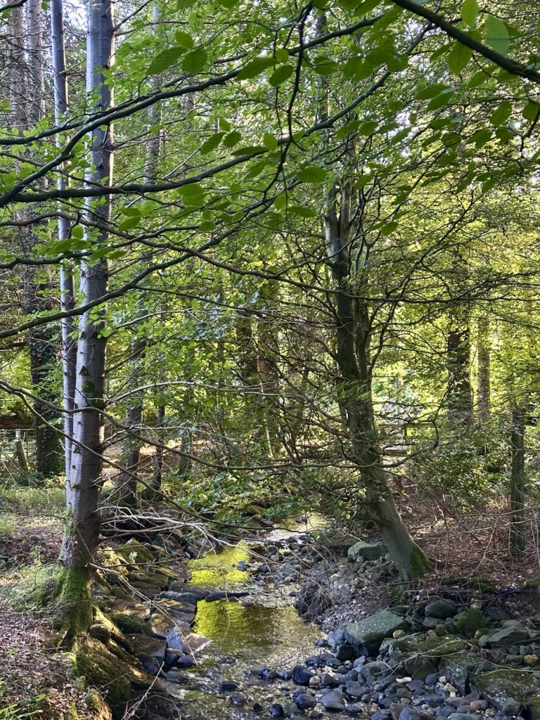 Woodland stream