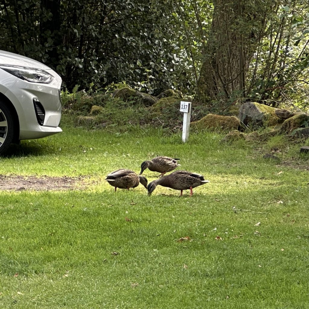 Ducks eating worms