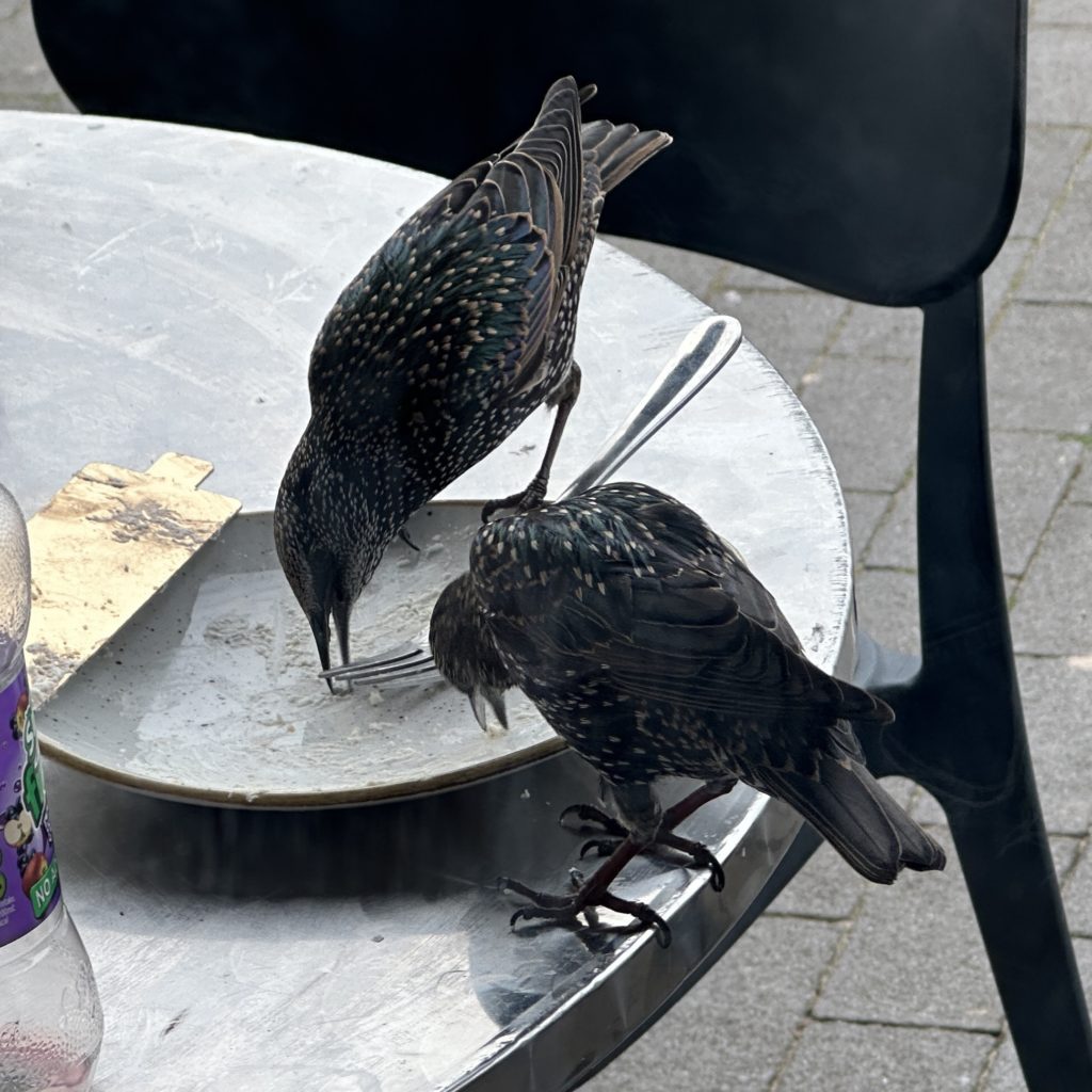 Two starlings eating from a plate