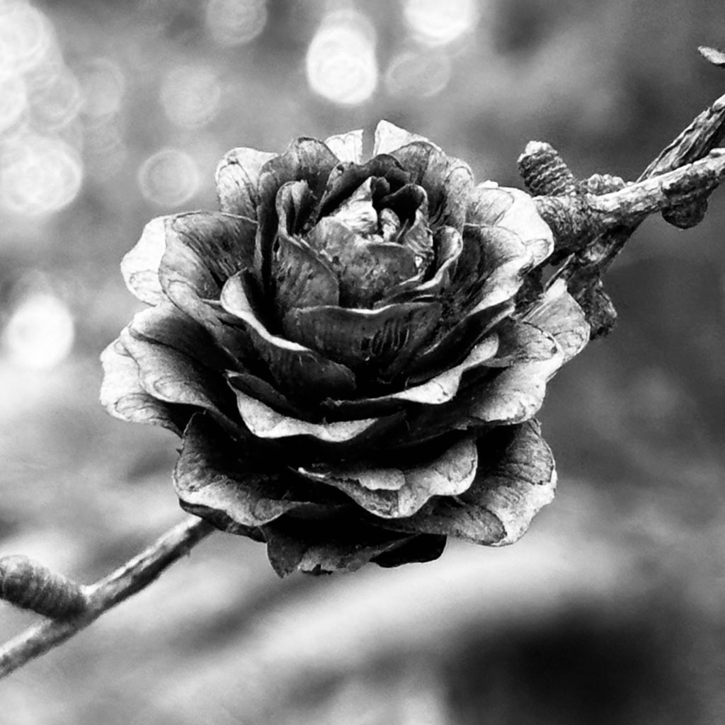 Pine cone