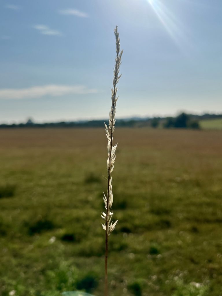 Stalk of grass in the sun