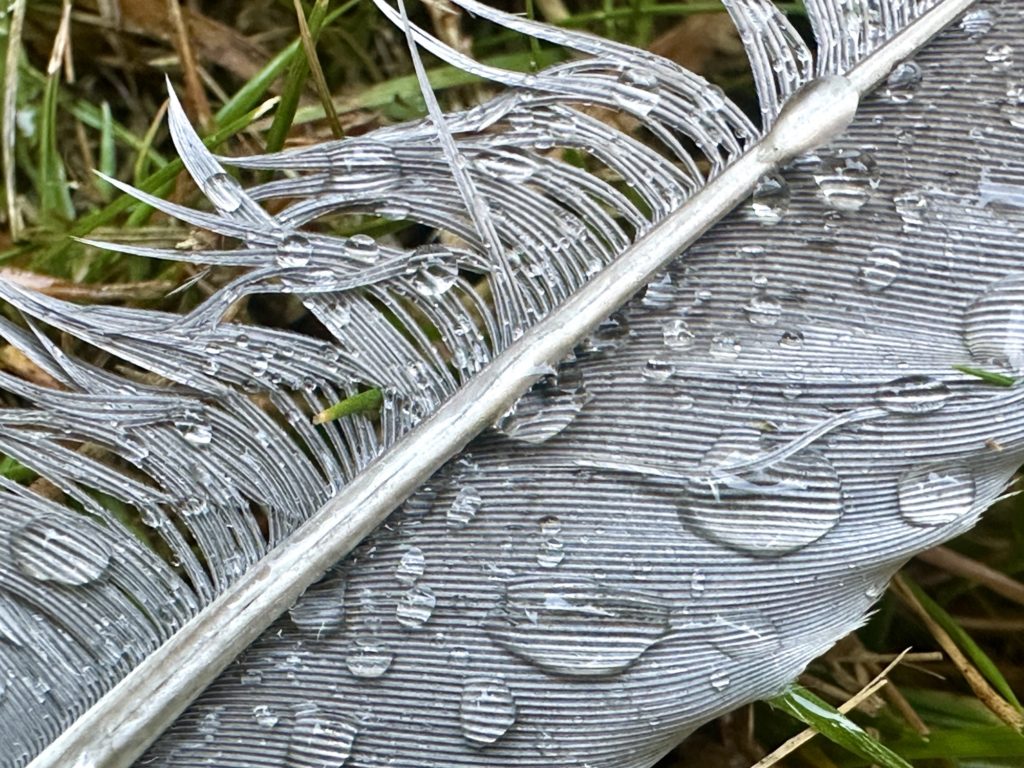 A feather with rain drops