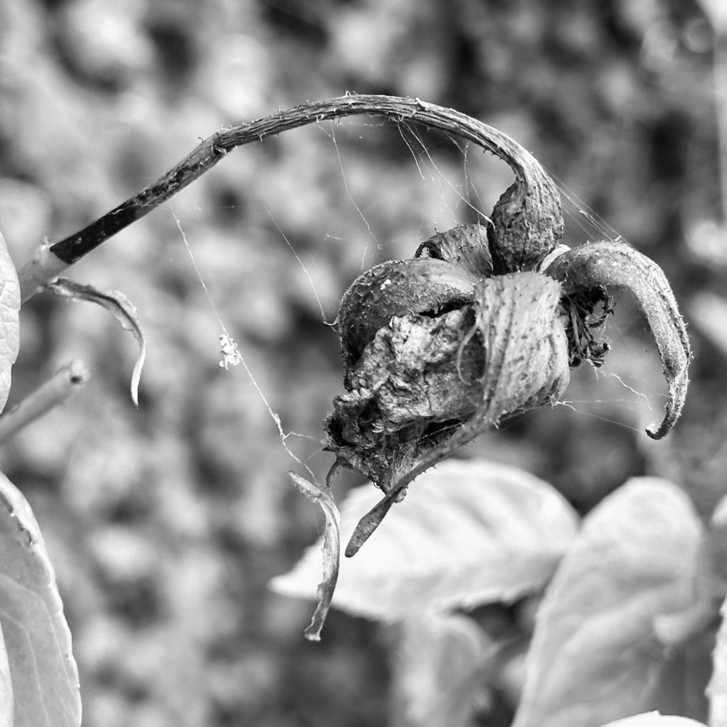 Old rose