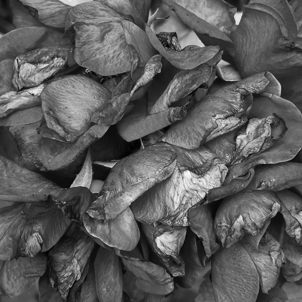 A dying rose
