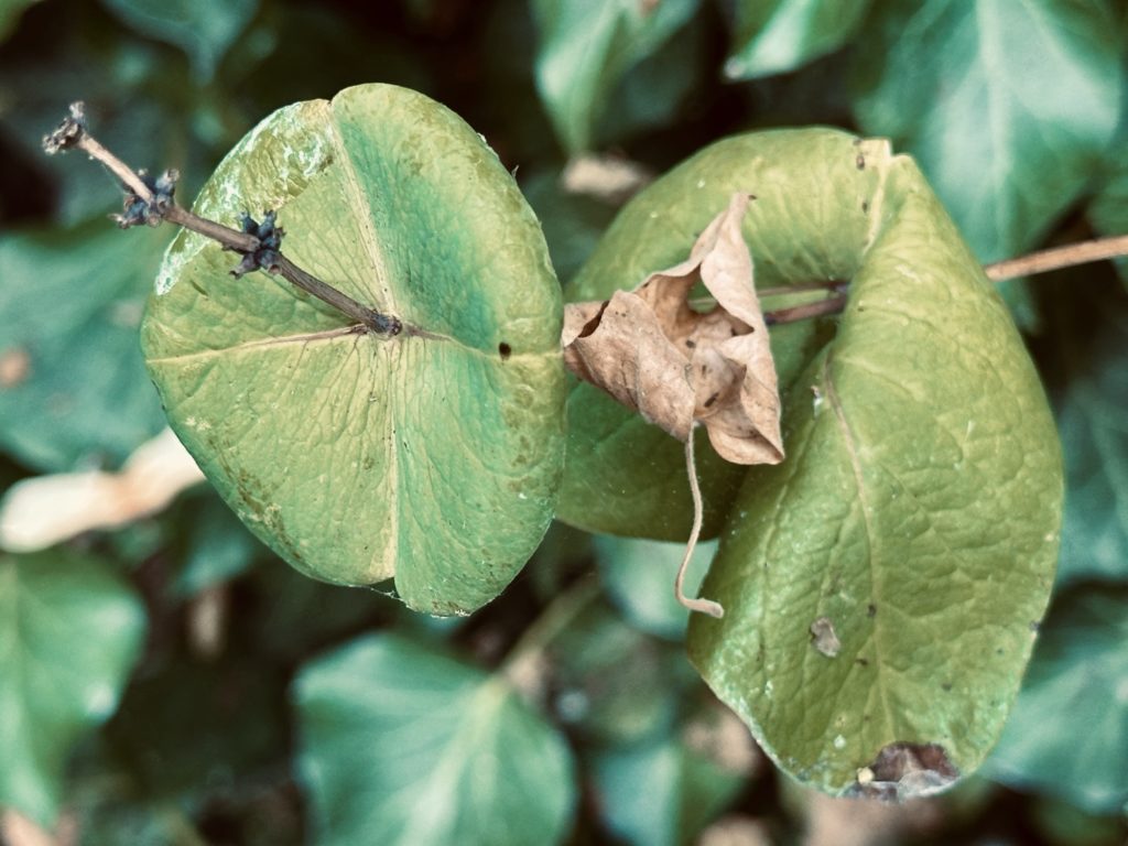 Leaves and dead leaf