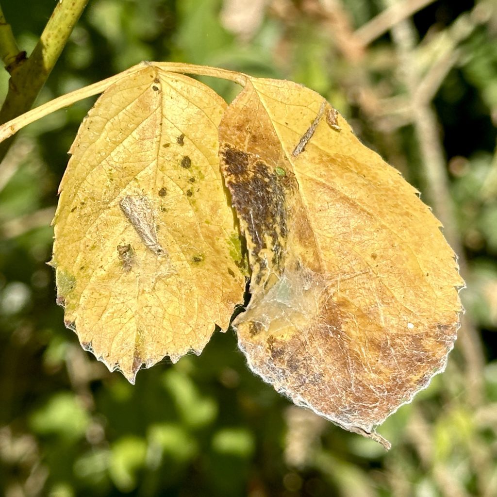 Two autumn leaves