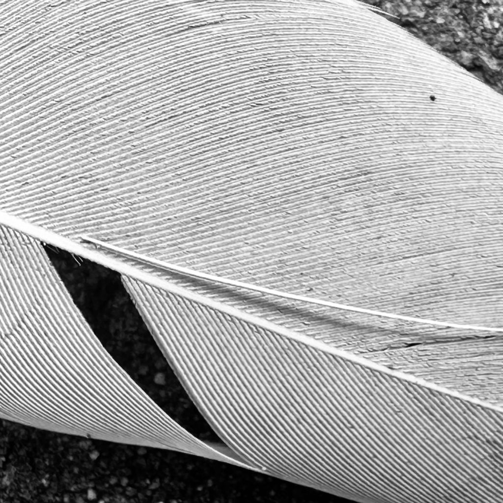 White feather