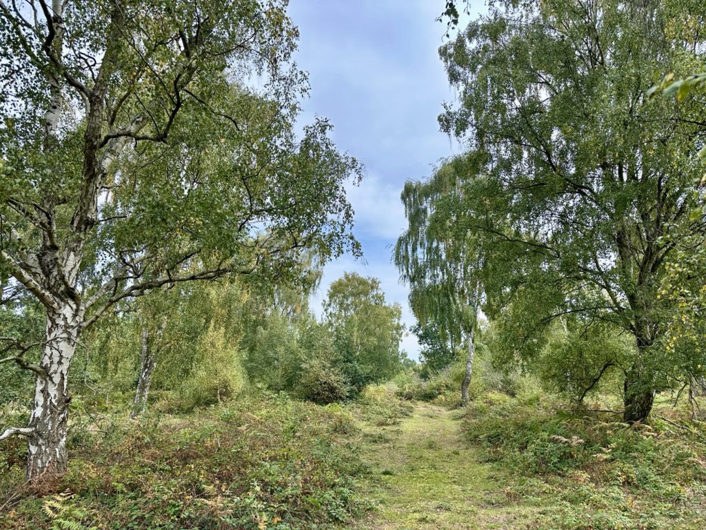 Woodland walk