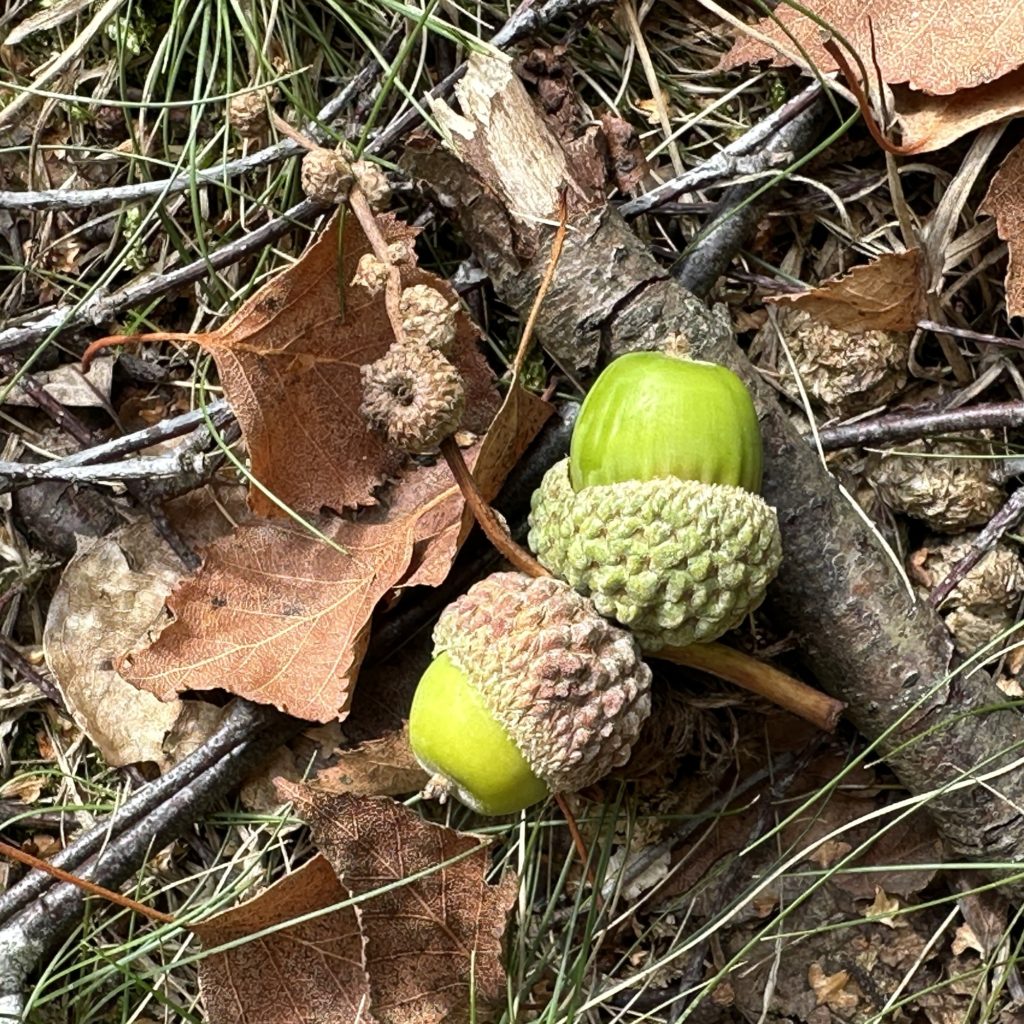 Acorns