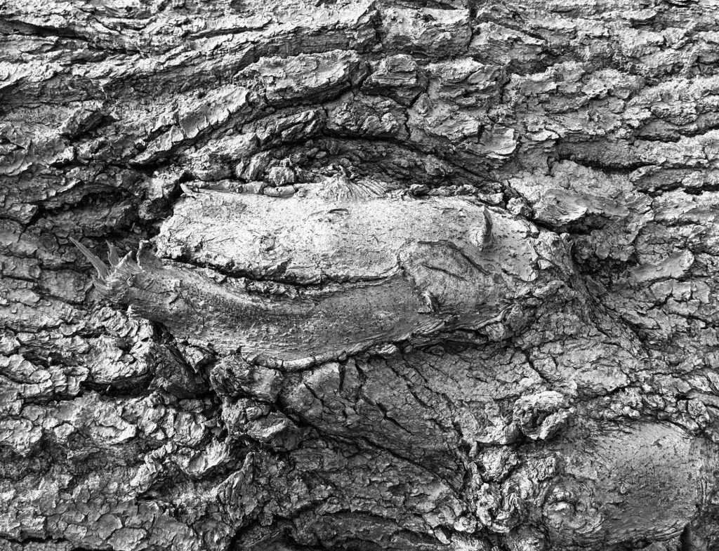 Fallen log