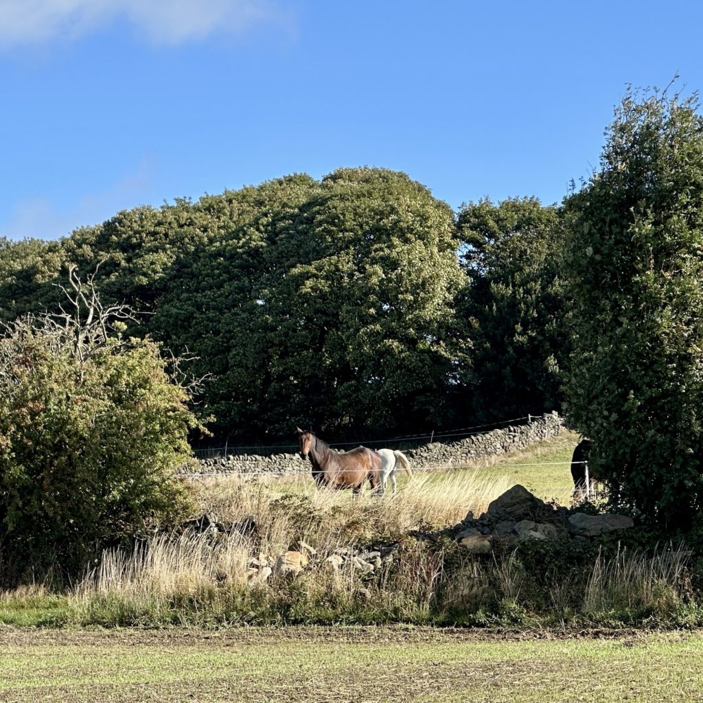 Horses in the field