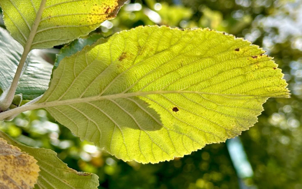 Sunlight through a leaf 