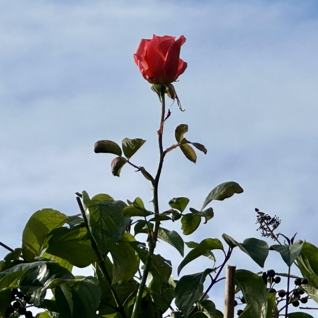 A single rose