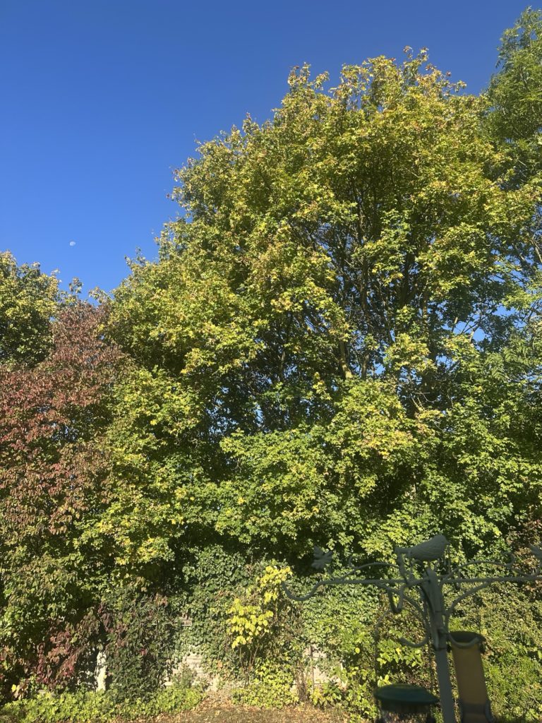 Autumn Colours​