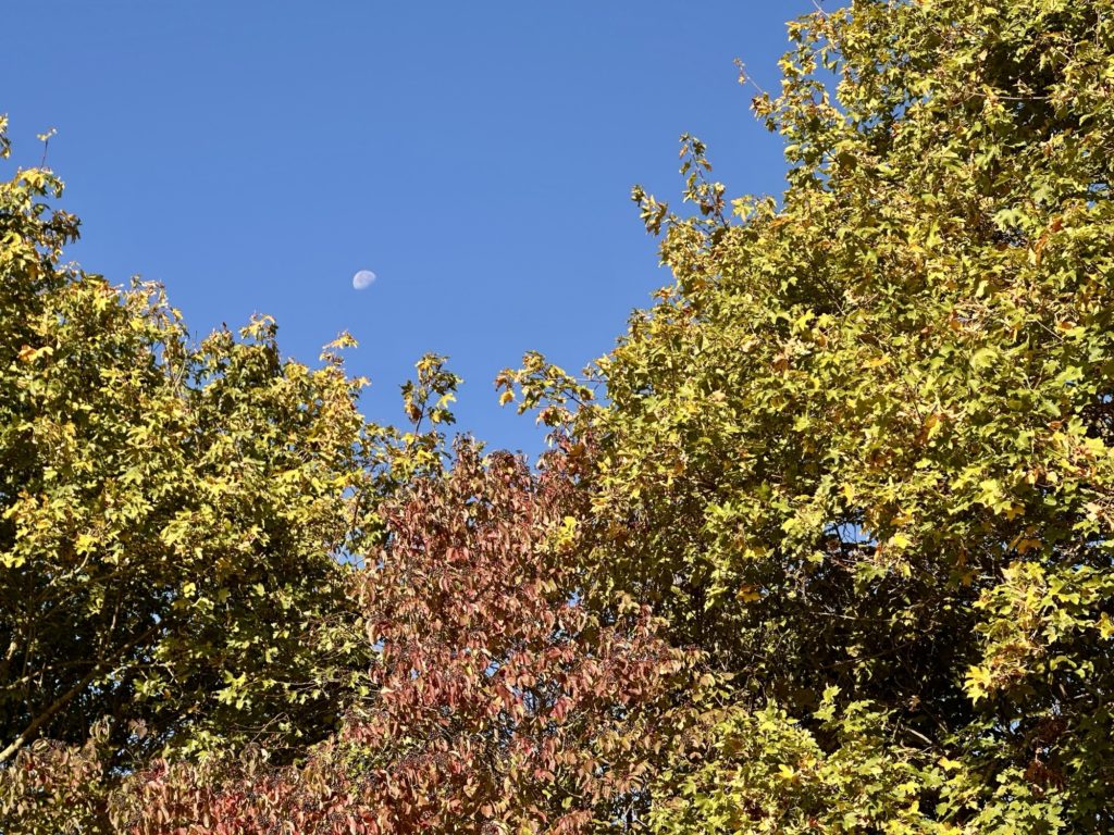 Autumn Colours​