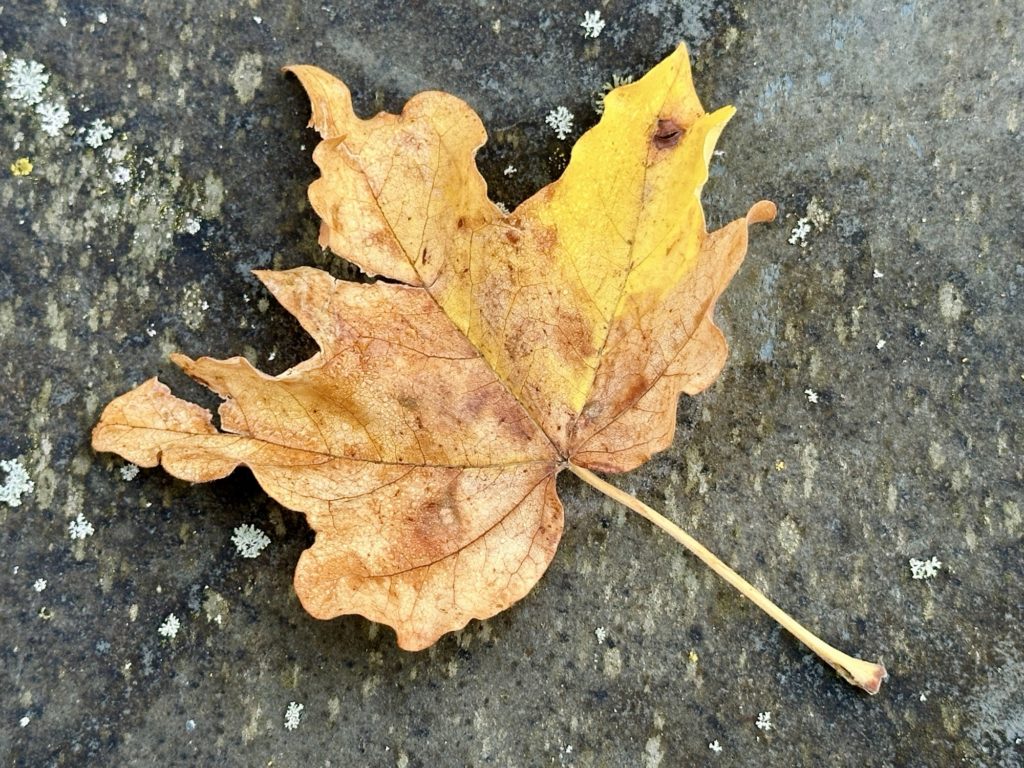 Autumn leaf