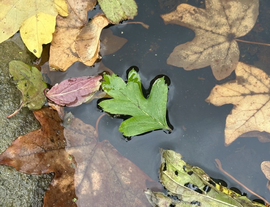 Leaves in the bird bath