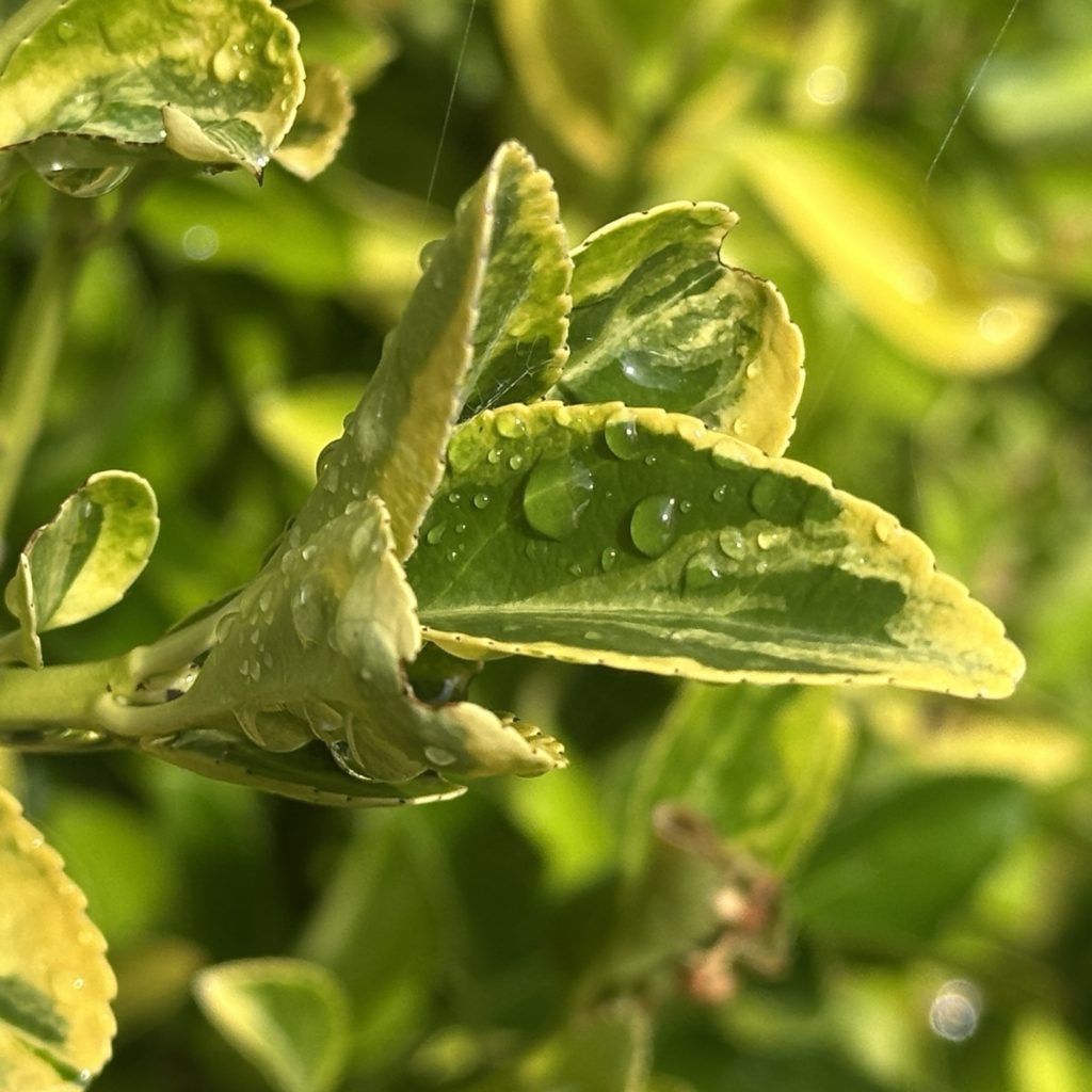 Leaf in the rain