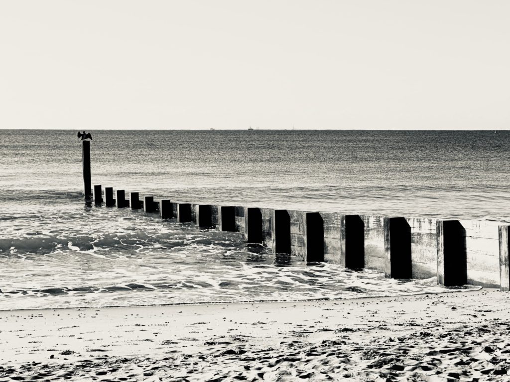 Grommet and cormorant 