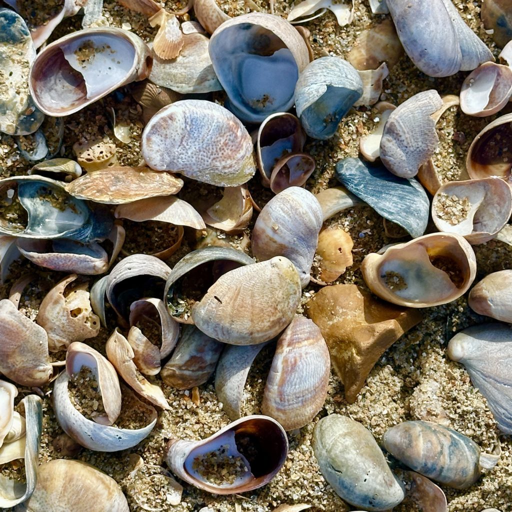 Shells