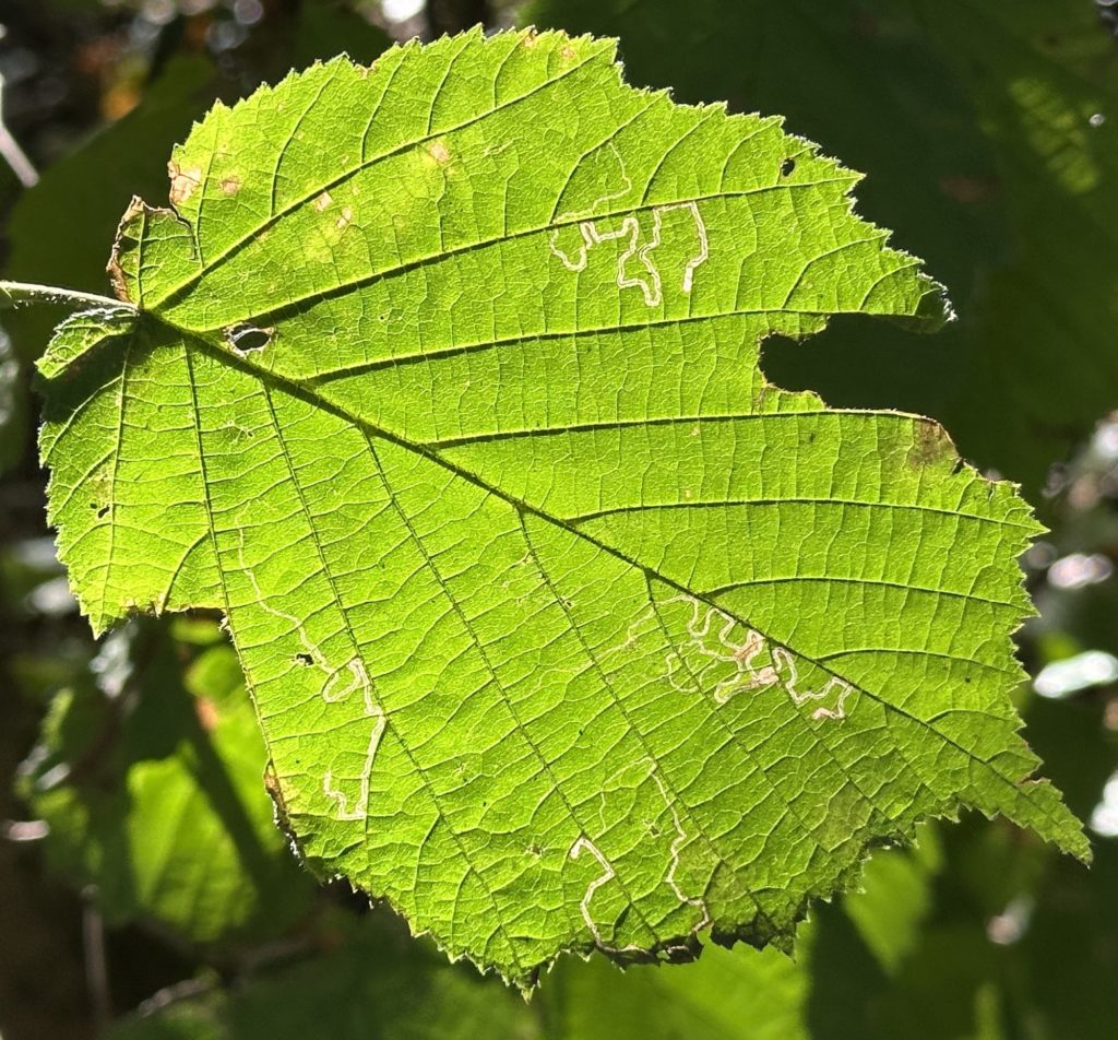 Sunlight through a leaf