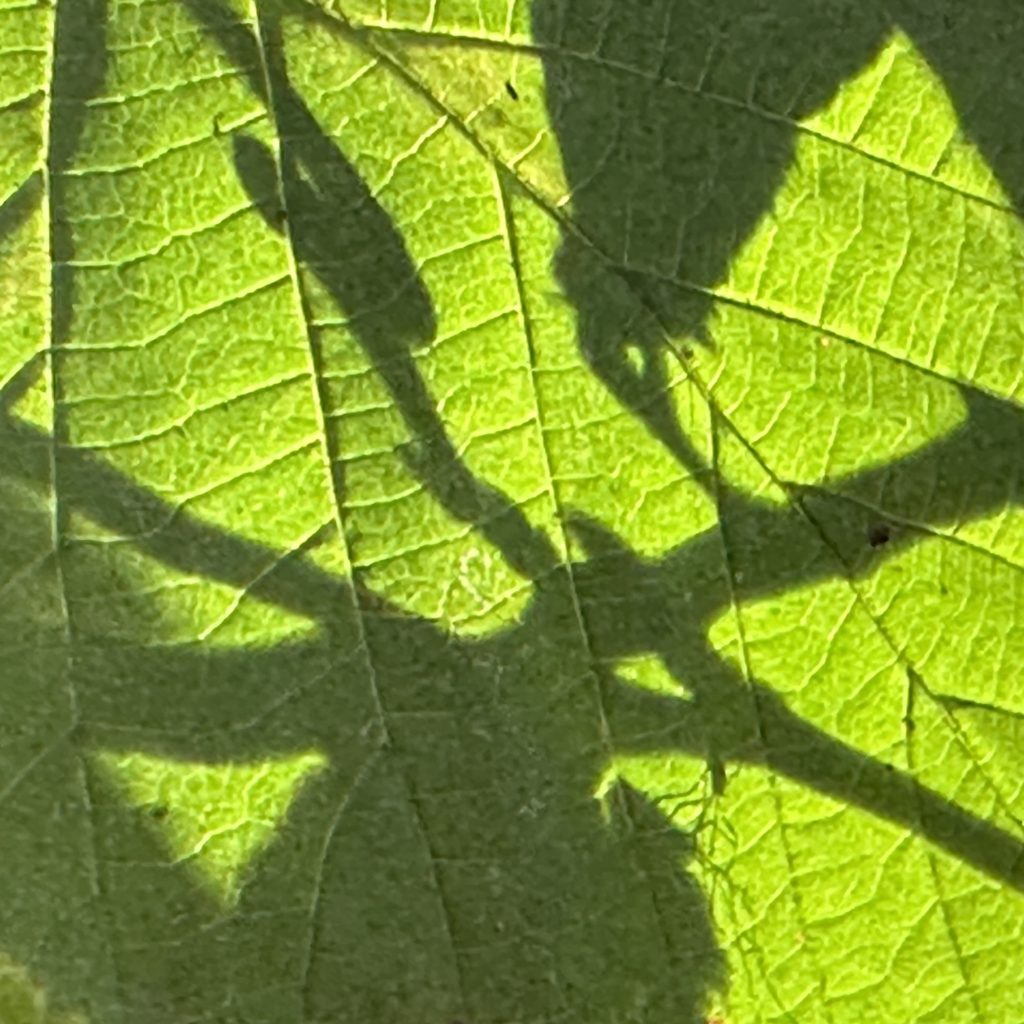 Shadow on a leaf