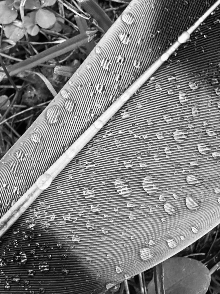 Rain drops