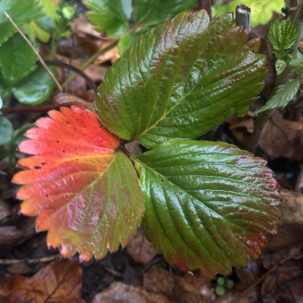 Strawberry leaf