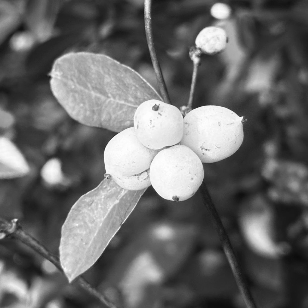 White berries