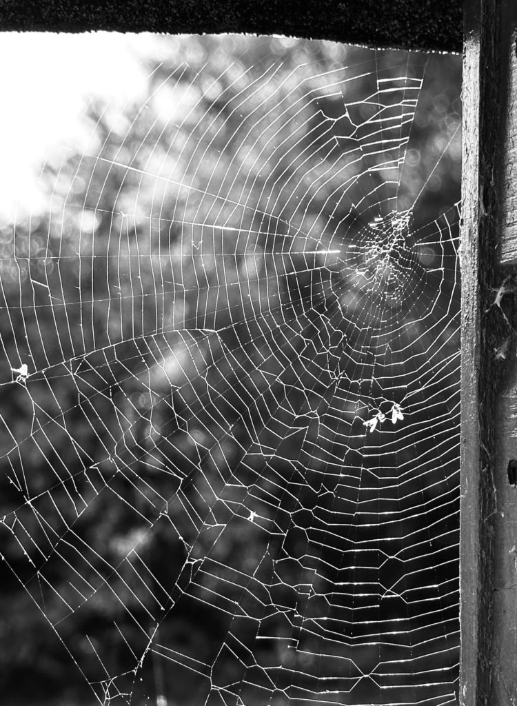 Spider web