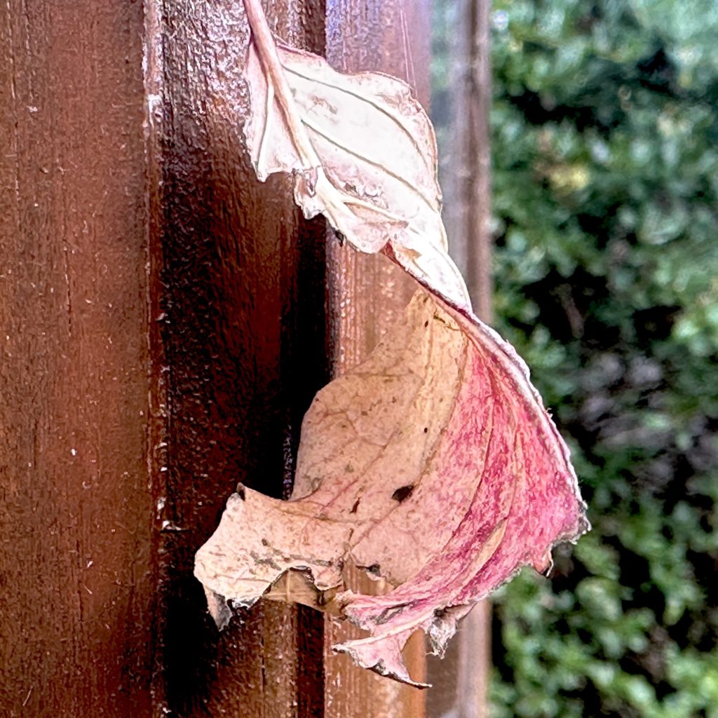 Caught leaf​