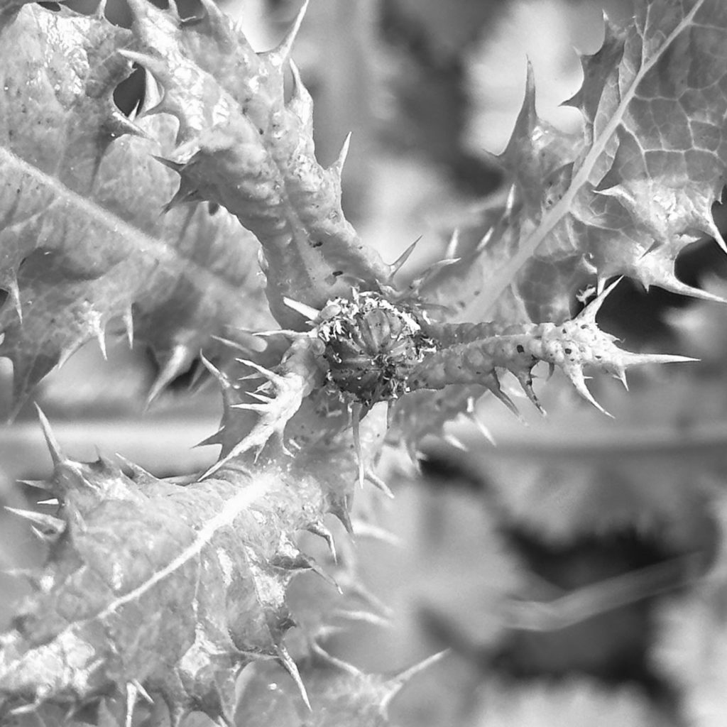 Thistle