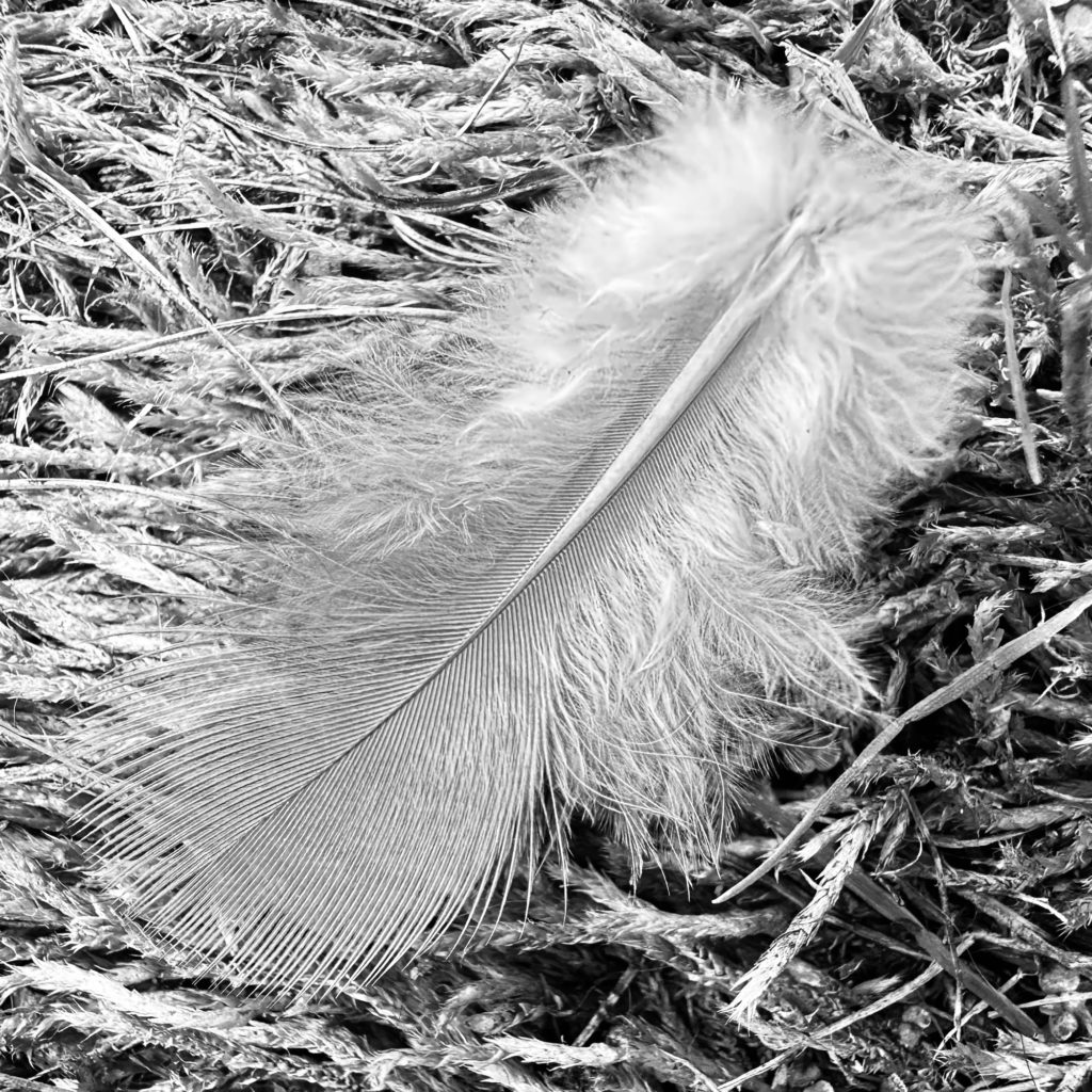 White feather​