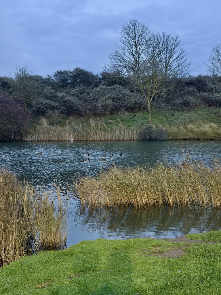 Duck pond at dusk