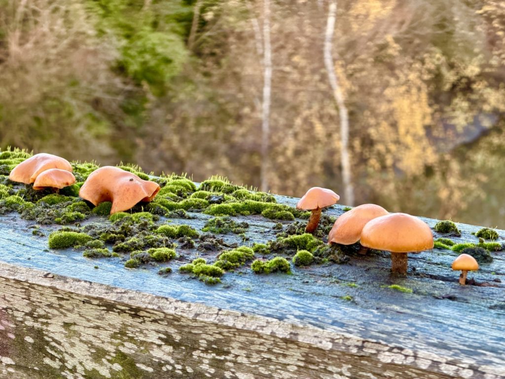 Fungi