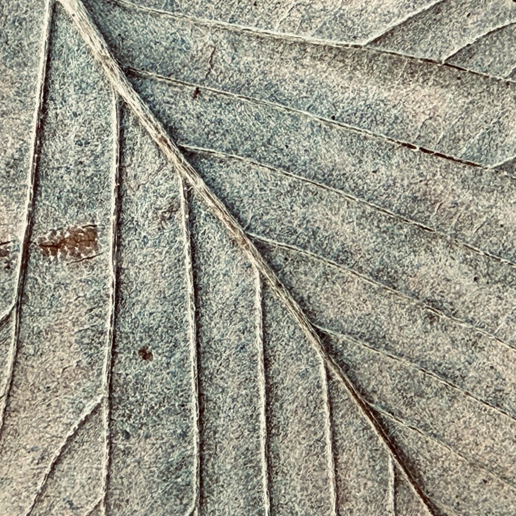 Leaf veins