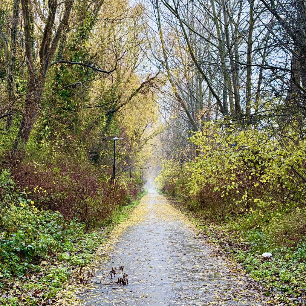 Path through the trees