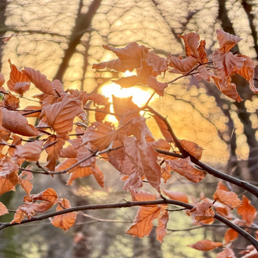 Sun through winter leaves