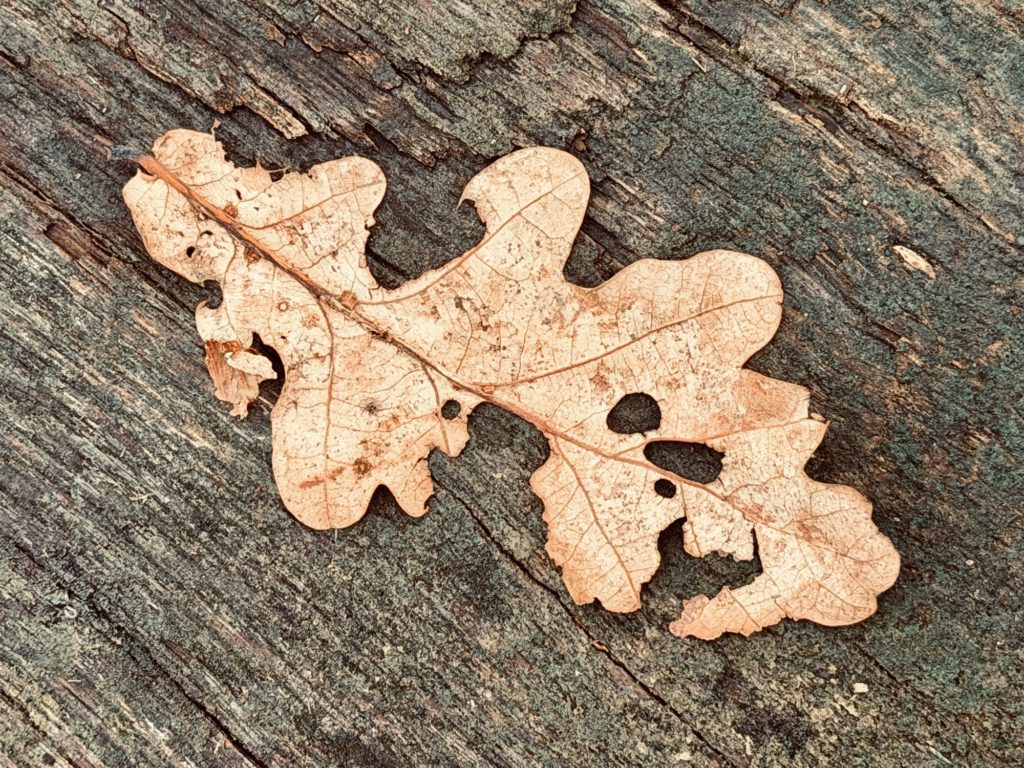 Dropped winter leaf