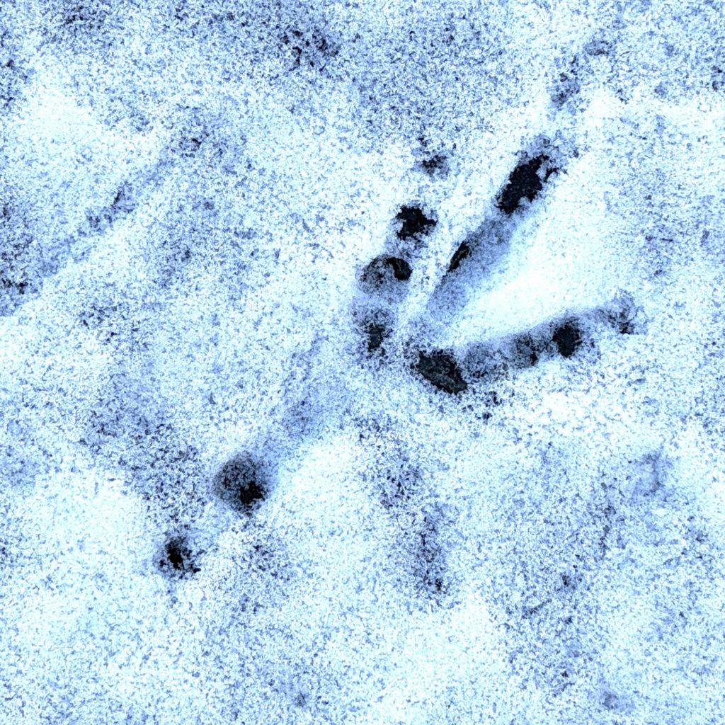 Footprint in the snow