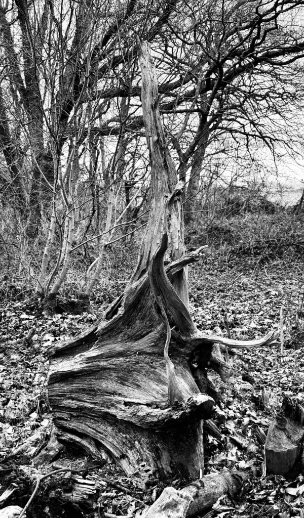 A withered tree stump​